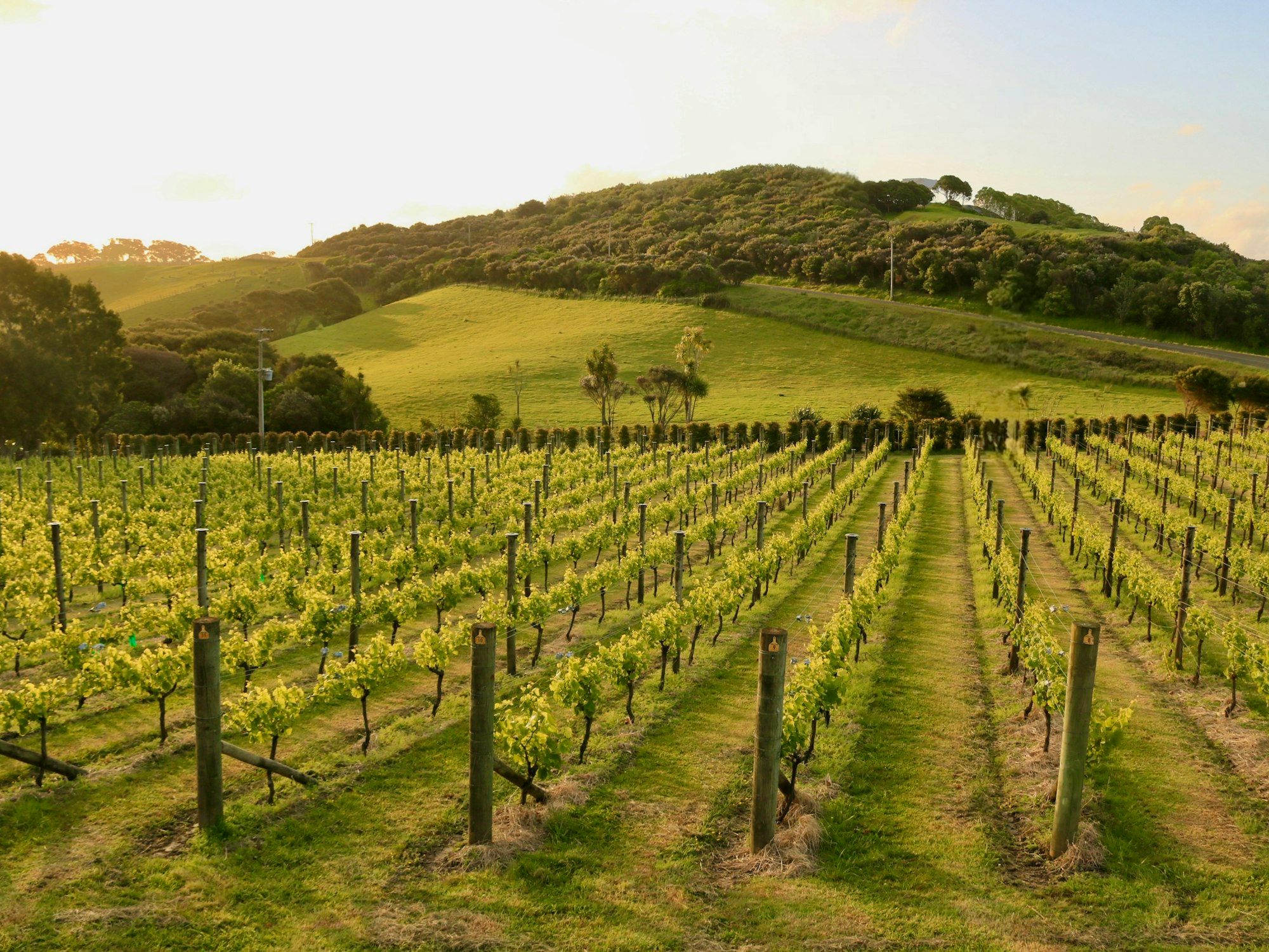 Green vineyard rows below a hill on Waiheke Island in the Hauraki Gulf, Auckland